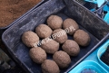 softfeed-outdoor-3.jpg